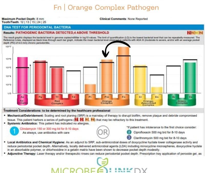 Fusobacterium nucleatum (Fn): The Bridge Builder