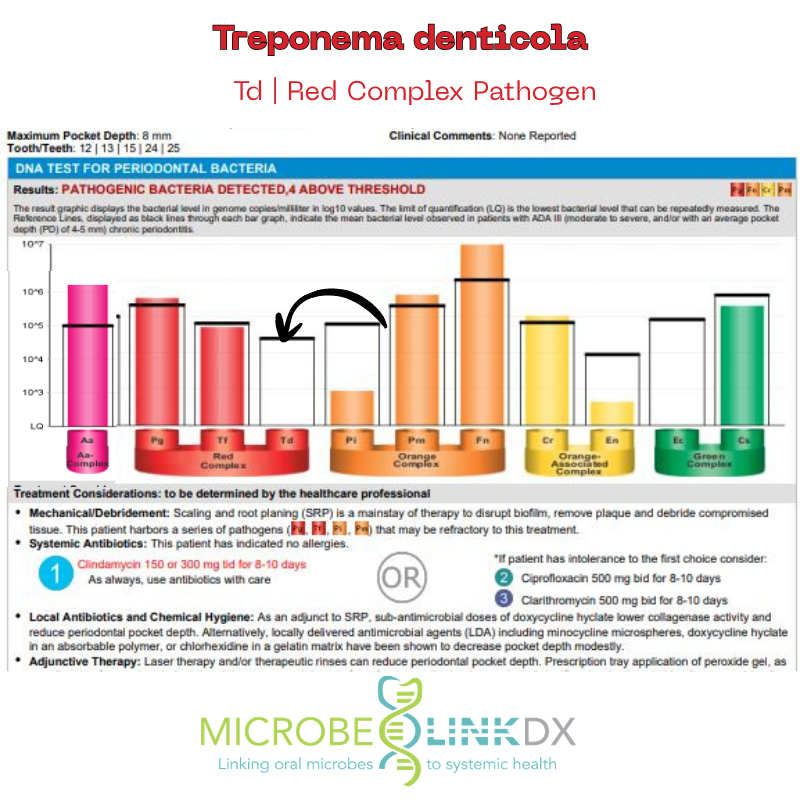 TD: Treponema Denticola