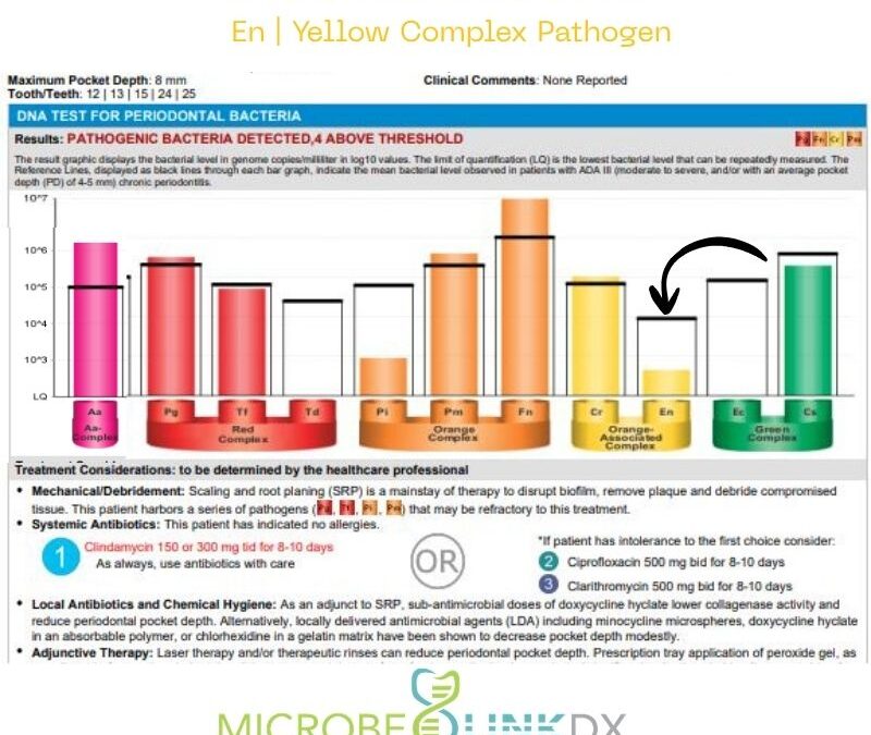 Eubacterium nodatum (En): The Long-Hauler