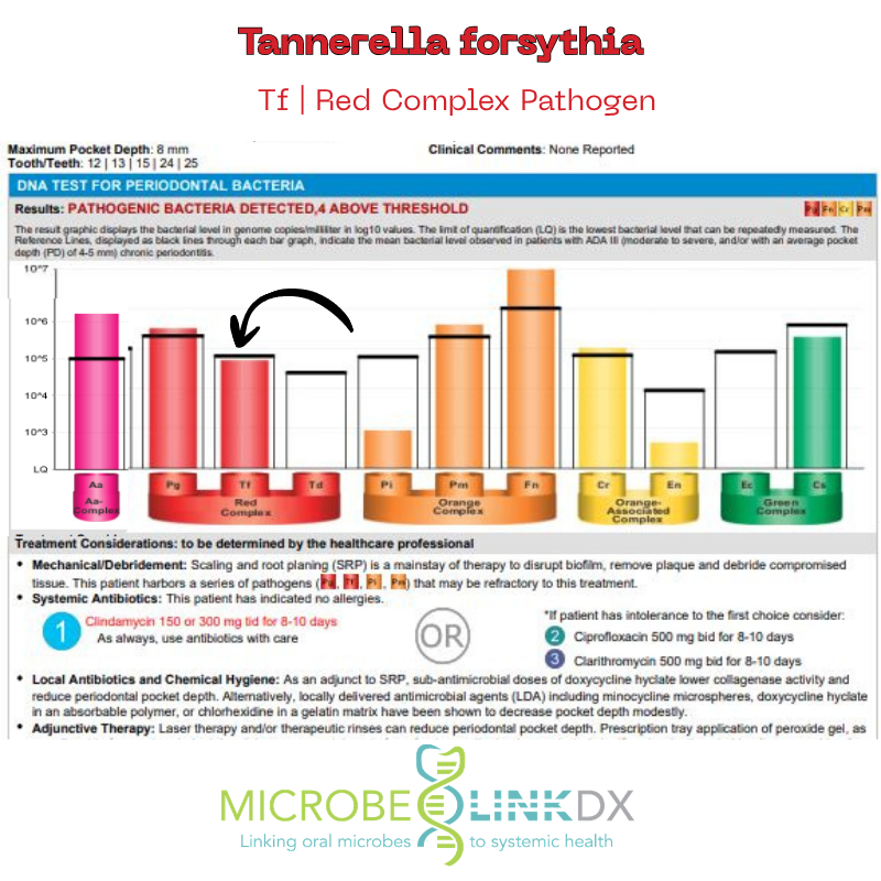 Tannerella forsythia (Tf), a red complex periodontal pathogen included in MicrobeLinkDx bacterial testing